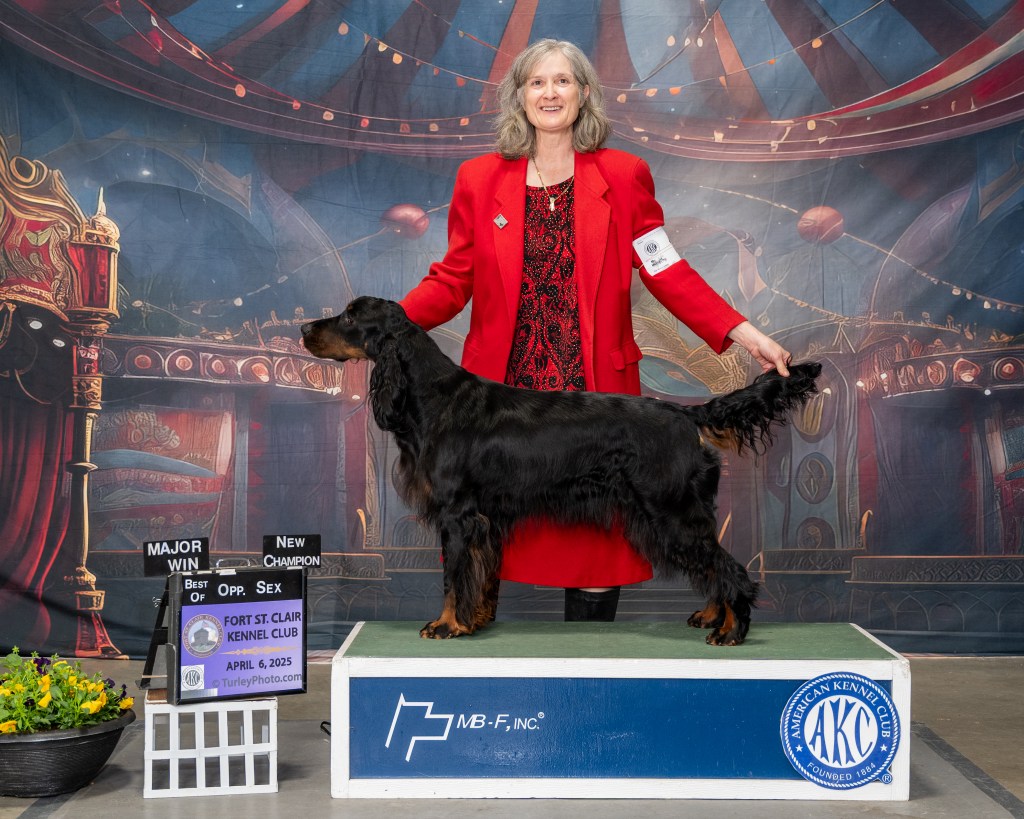 New AKC Champion Bracadale’s Shanty for Sylvanus AKC&nbsp;JH