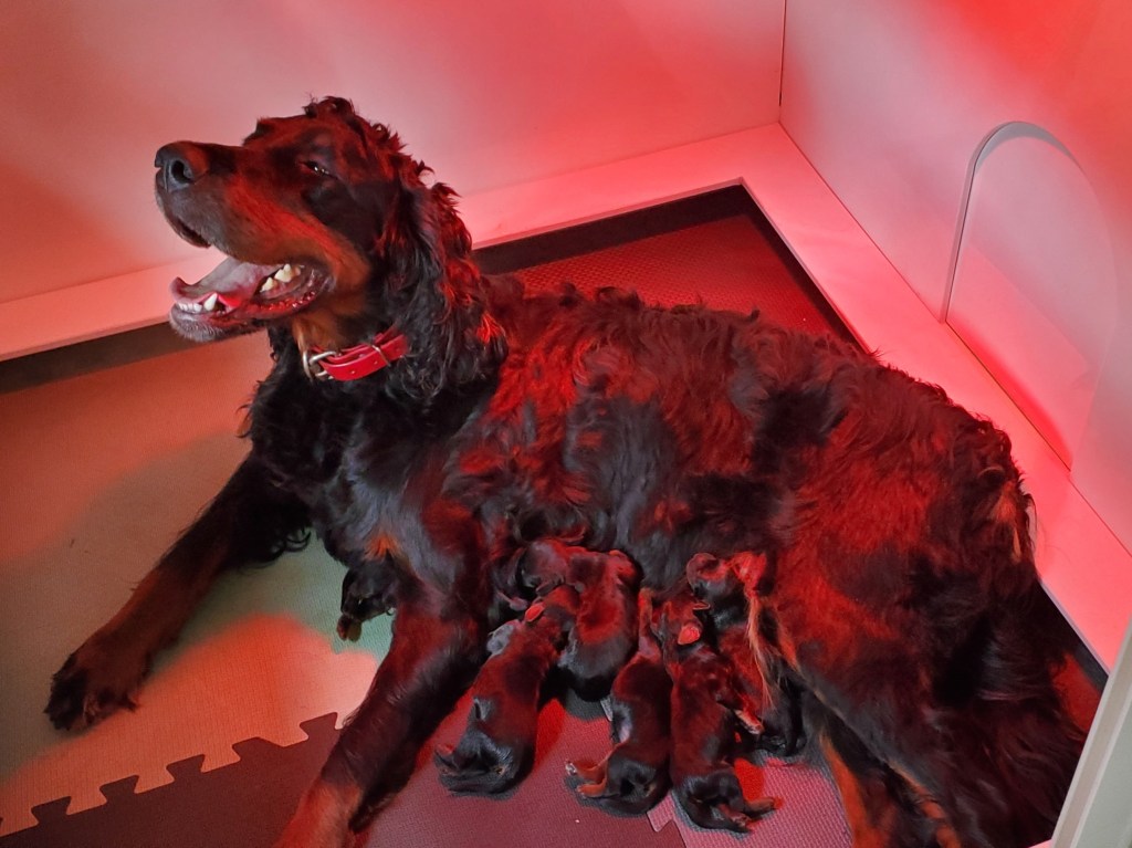 Litter born July&nbsp;4th