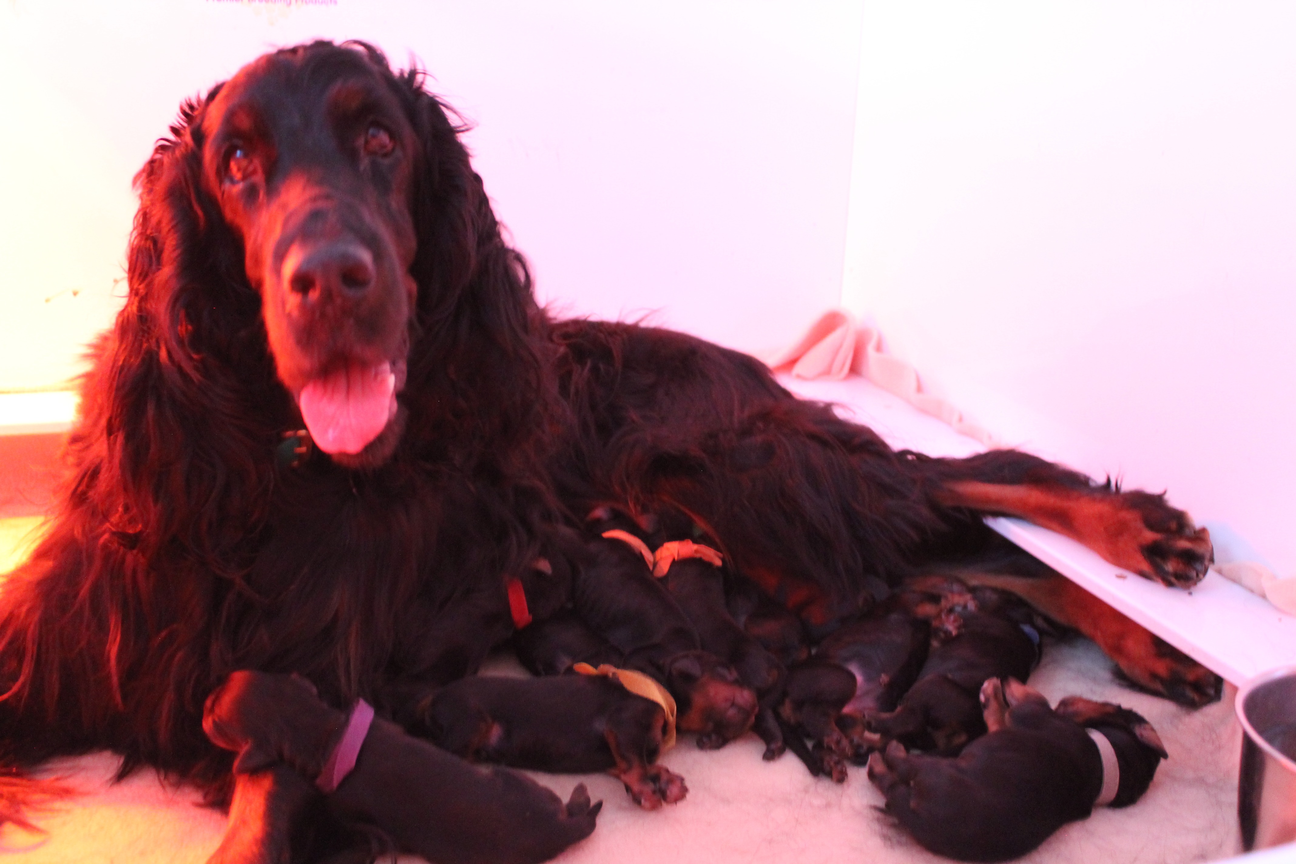 Litter Born March 26, 2026