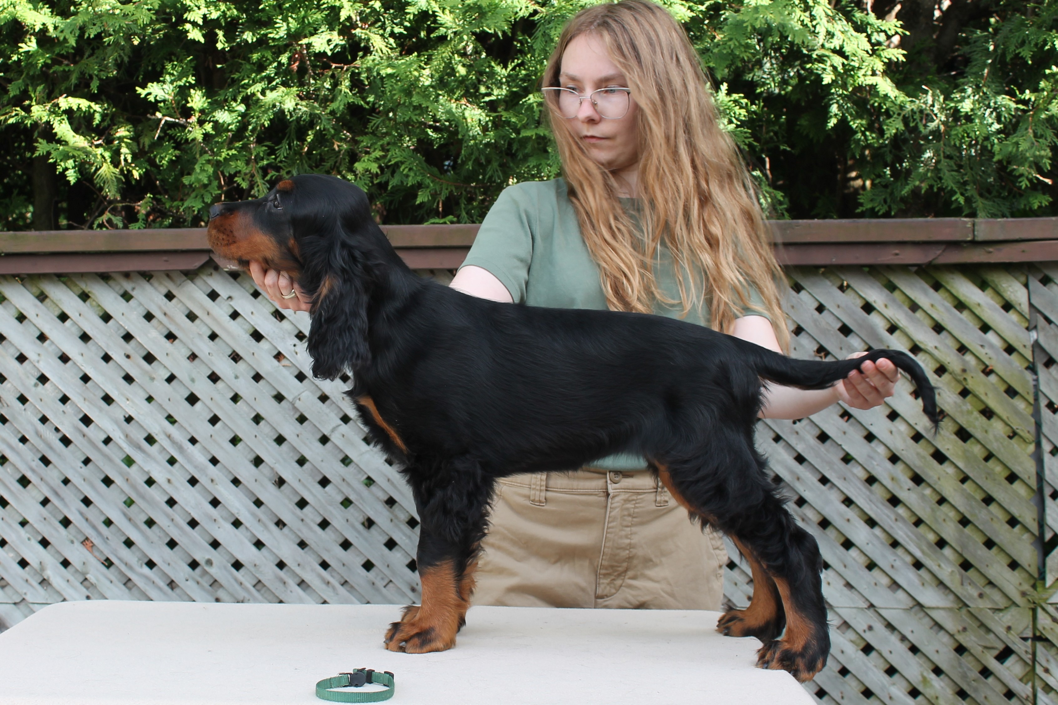 Stacked 12 weeks Green Female Gordon Setter puppy